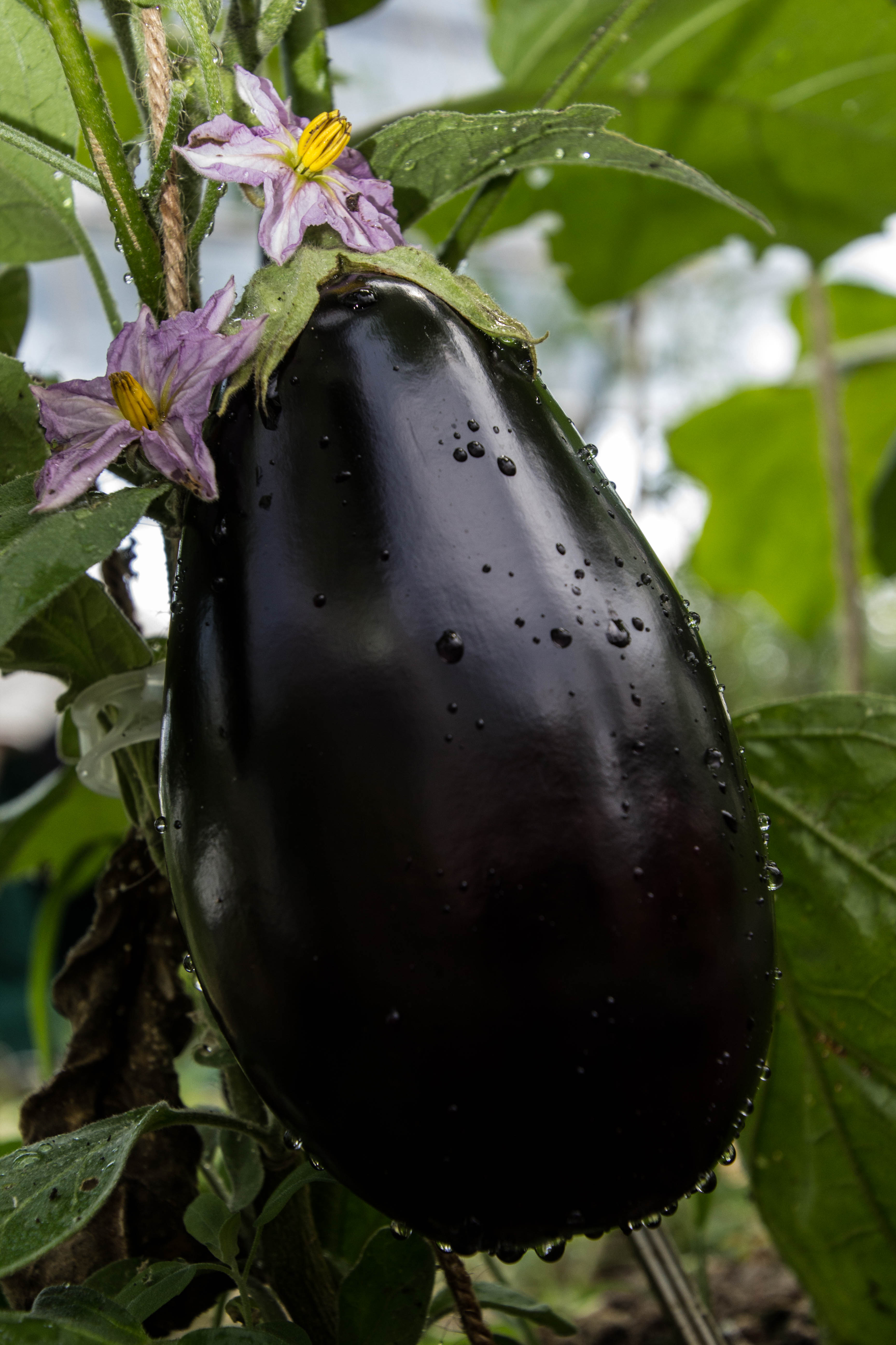 Aubergine (250g)